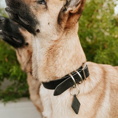 Leather Dog Collar - Classic - ClickCrate Leather Dog Collar - Classic