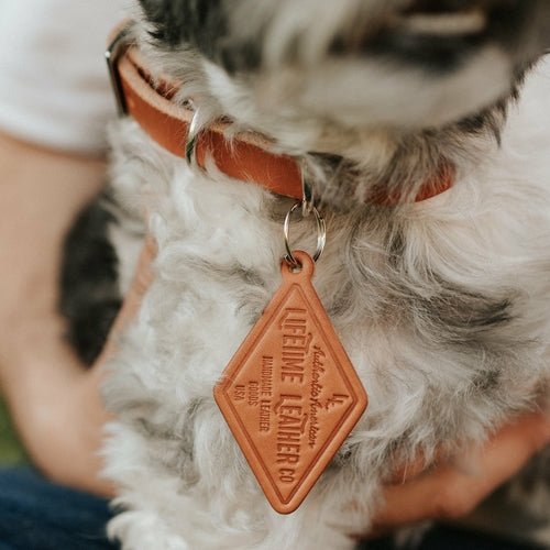 Leather Dog Collar - Classic - ClickCrate Leather Dog Collar - Classic