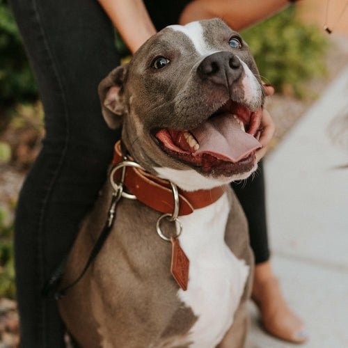 Leather Dog Collar - Classic - ClickCrate Leather Dog Collar - Classic