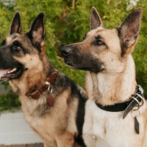 Leather Dog Collar - Classic - ClickCrate Leather Dog Collar - Classic