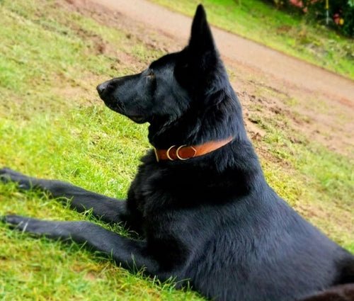 Leather Dog Collar - Classic - ClickCrate Leather Dog Collar - Classic