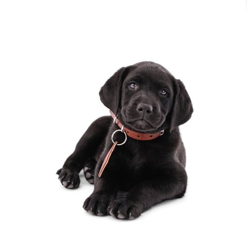 Leather Dog Collar - Classic - ClickCrate Leather Dog Collar - Classic