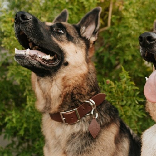Leather Dog Collar - Classic - ClickCrate Leather Dog Collar - Classic