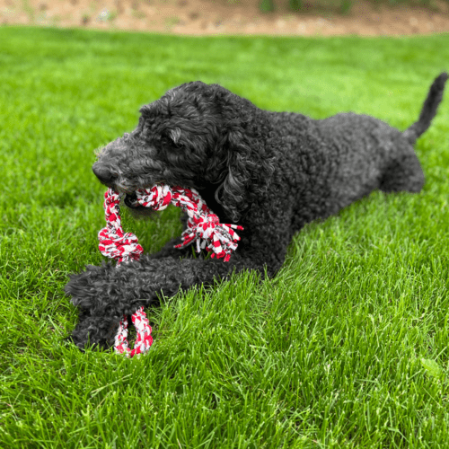 ReRope Small Looper Upcycled Fabric Rope Dog Toys - ClickCrate ReRope Small Looper Upcycled Fabric Rope Dog Toys