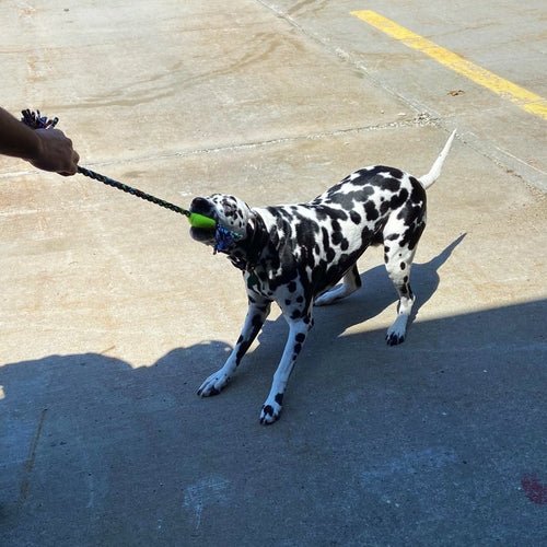 ReRope Small Looper Upcycled Fabric Rope Dog Toys - ClickCrate ReRope Small Looper Upcycled Fabric Rope Dog Toys