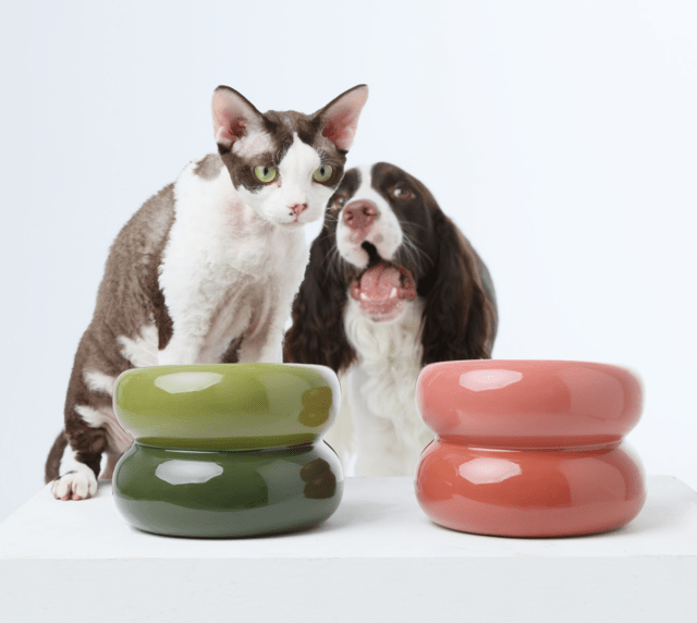 Soufflé Pet Bowl - Amber Orange - ClickCrate Soufflé Pet Bowl - Amber Orange