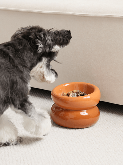 Soufflé Pet Bowl - Amber Orange - ClickCrate Soufflé Pet Bowl - Amber Orange