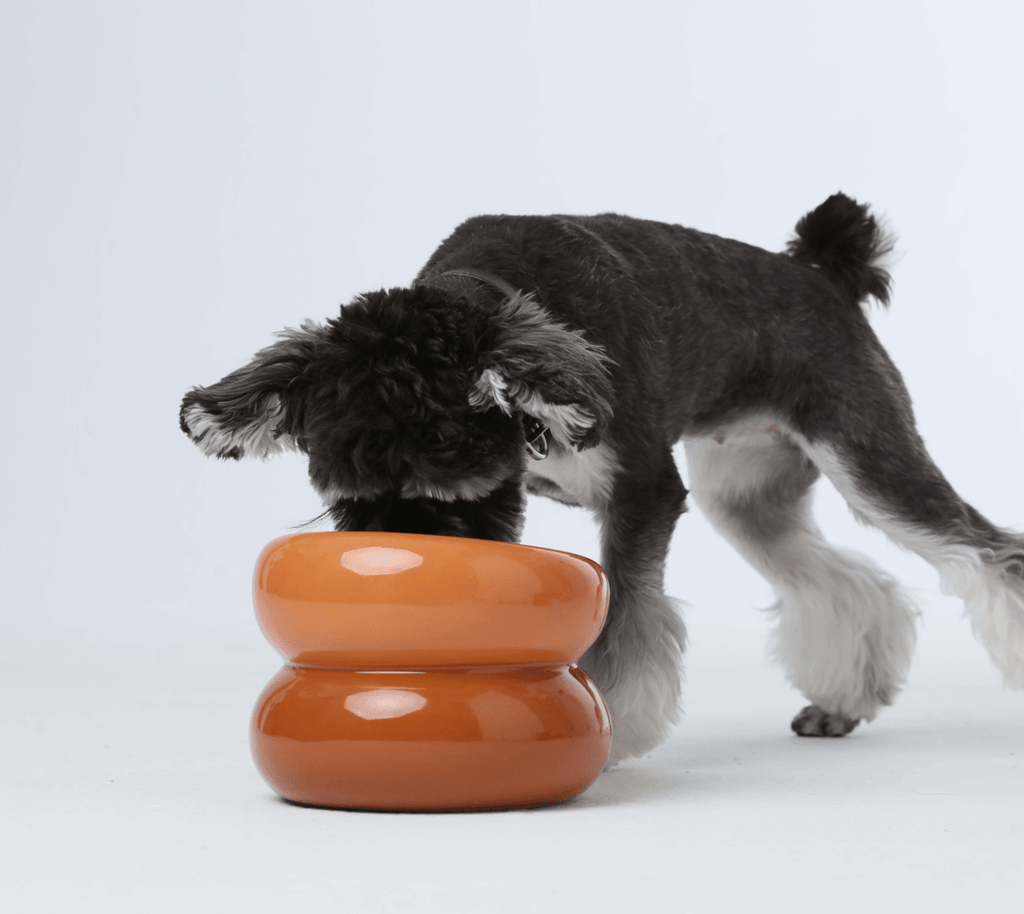 Soufflé Pet Bowl - Amber Orange - ClickCrate Soufflé Pet Bowl - Amber Orange