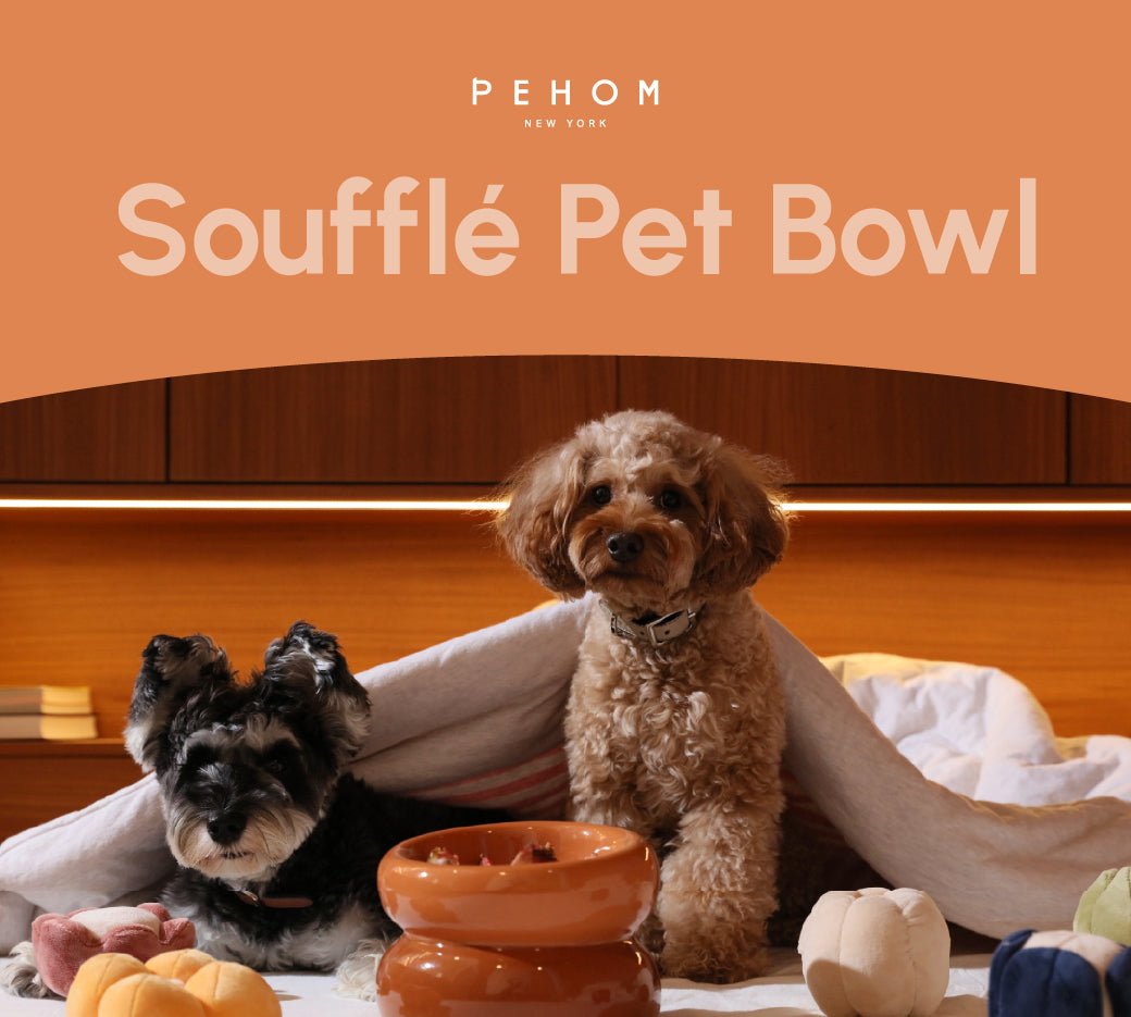Soufflé Pet Bowl - Amber Orange - ClickCrate Soufflé Pet Bowl - Amber Orange
